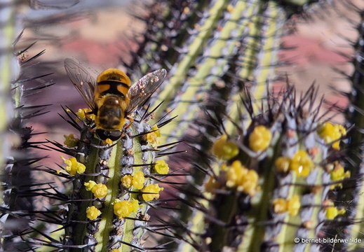 25-12-24-los llanos-totenkopf-schwebfliege-004