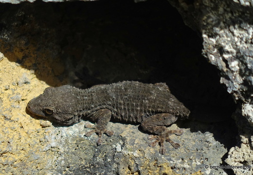 25-12-27-los llanos-mauergecko-