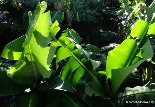 26-01-06-tazacorte-059