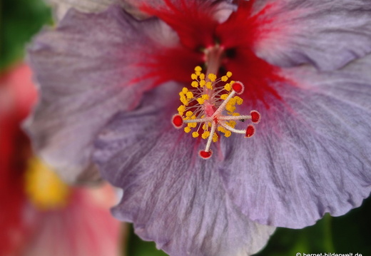 26-01-09-tazacorte-hibiscus-003