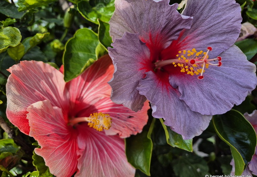 26-01-09-tazacorte-hibiscus-005