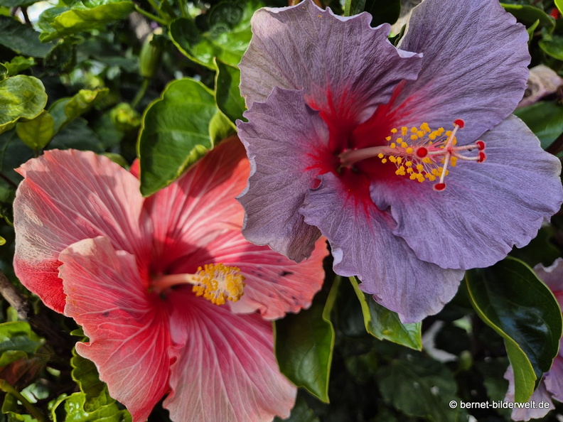 26-01-09-tazacorte-hibiscus-005.JPG