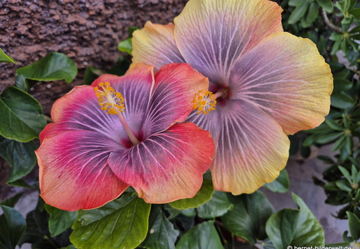 26-01-09-tazacorte-hibiscus-013