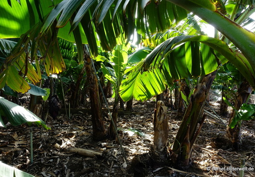 26-01-11-tazacorte-bananenplantage-001