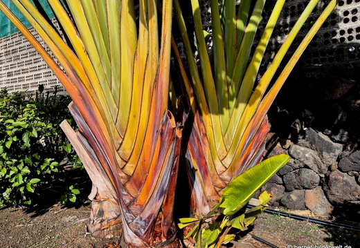 26-01-10-tazacorte-baum der reisenden-001