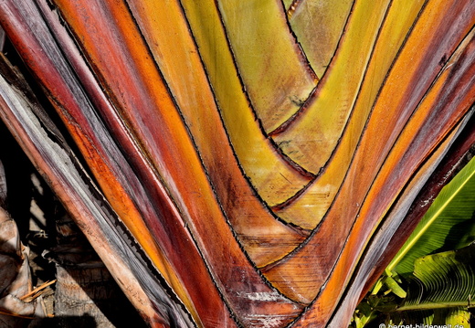 26-01-10-tazacorte-baum der reisenden-004