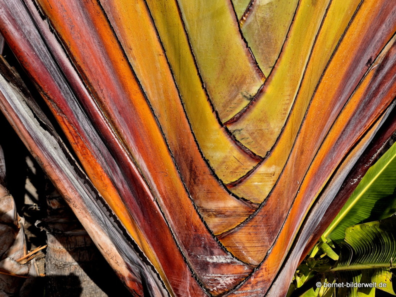 26-01-10-tazacorte-baum der reisenden-004.jpg