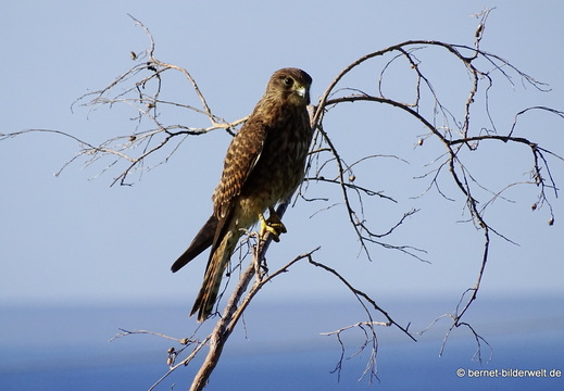 26-01-10-tazacorte-turmfalke-026