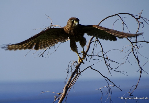 26-01-10-tazacorte-turmfalke-027