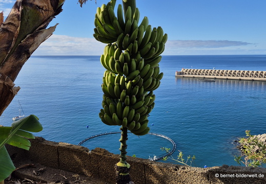 26-01-11-tazacorte-bananenplantage-004