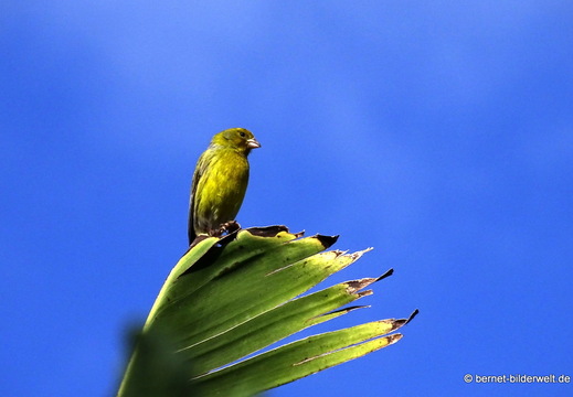 26-01-11-tazacorte-kanarengirlitz-