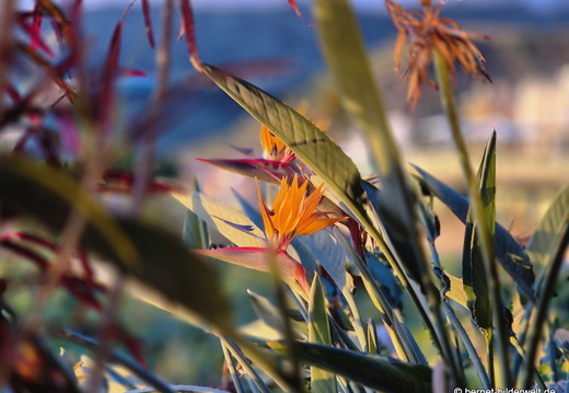 26-01-11-tazacorte-sonnenuntergang-015
