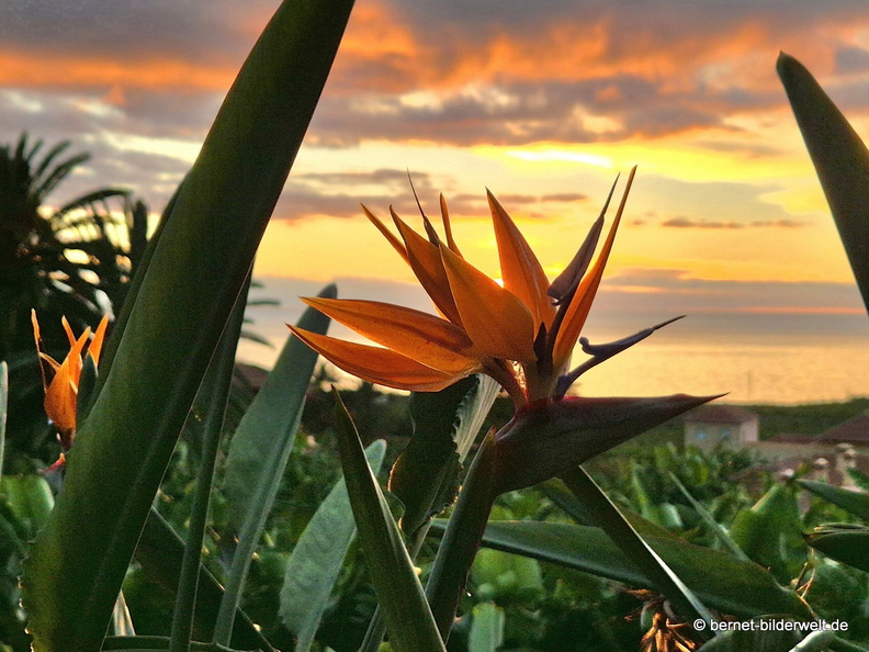 26-01-11-tazacorte-sonnenuntergang-023.jpg