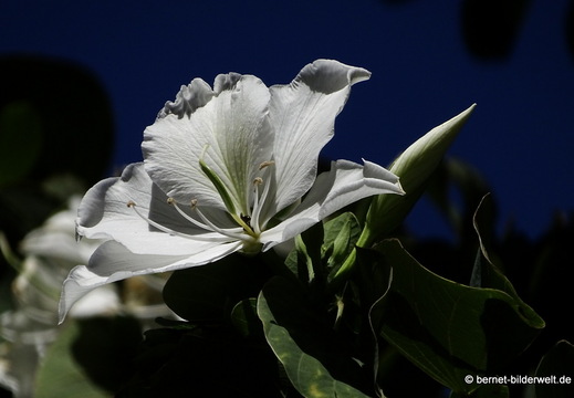 26-01-12-tazacorte-orchideenbaum-001