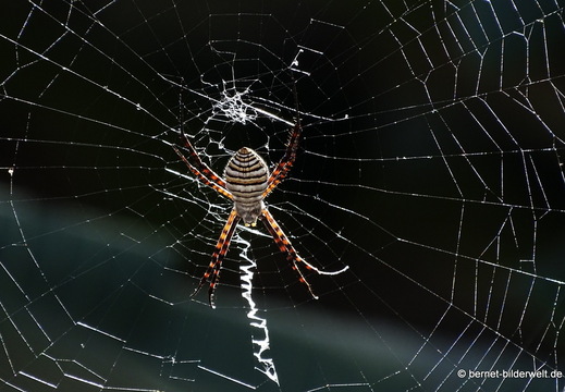 26-01-12-tazacorte-gartenkreuzspinne-003