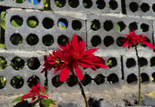 26-01-12-tazacorte-weihnachtsstern-