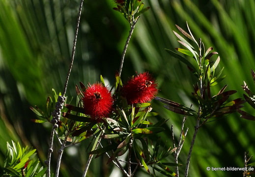 26-01-14-puerto tazacorte-037