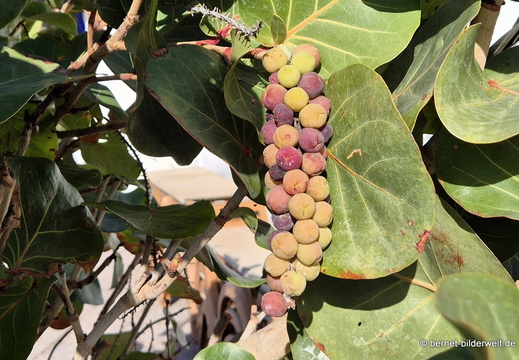 26-01-14-puerto tazacorte-meertraubenbaum-