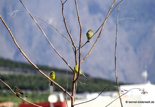 26-01-16-tazacorte-058