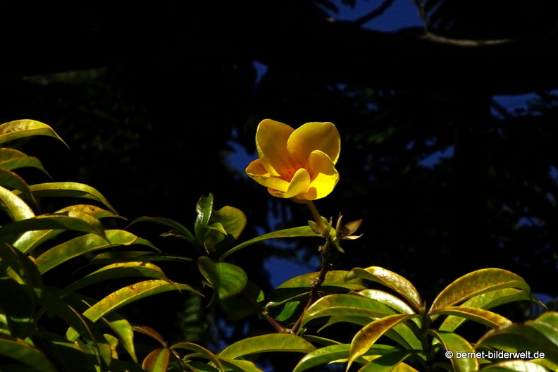 26-01-16-tazacorte-077.jpg