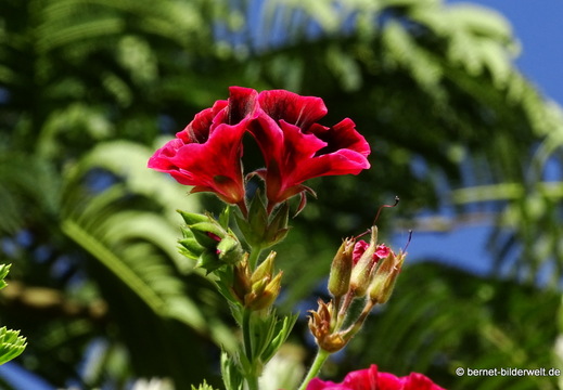 26-01-16-tazacorte-englische geranie--001