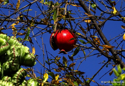 26-01-16-tazacorte-granatapfel-