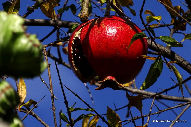 26-01-16-tazacorte-granatapfel-002.jpg