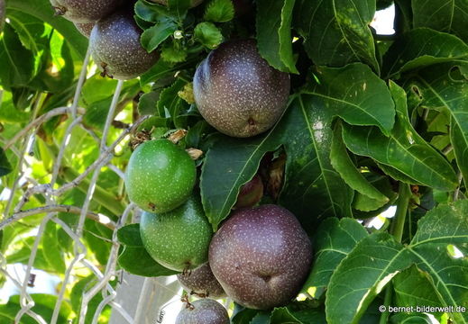26-01-16-tazacorte-passionsfrucht-001