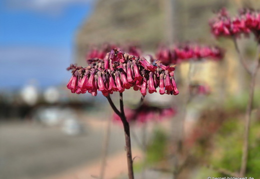 26-01-17-puerto tazacorte-034