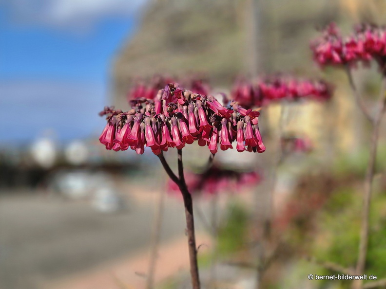 26-01-17-puerto tazacorte-034.jpg