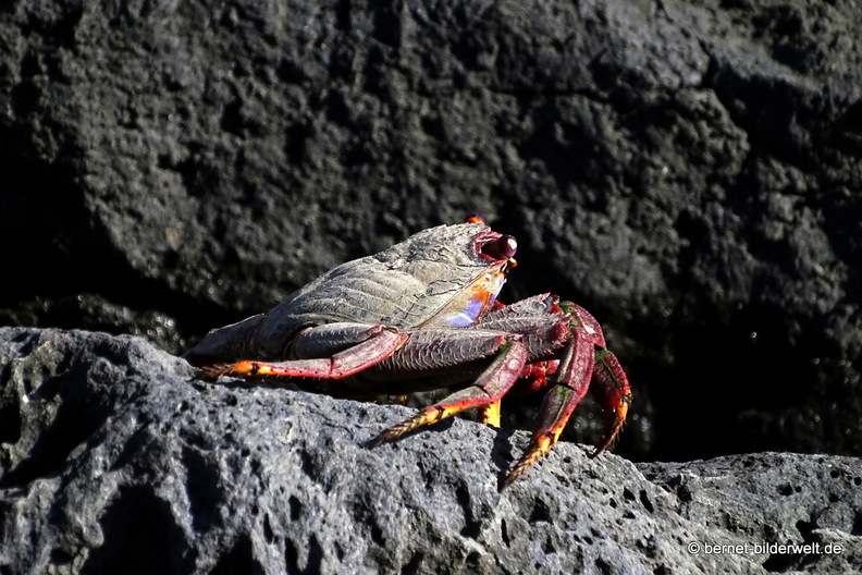 26-01-17-puerto tazacorte-068.jpg