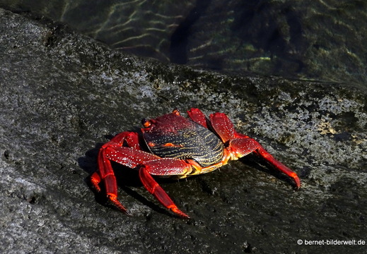 26-01-17-puerto tazacorte-072