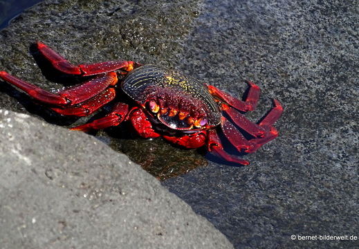 26-01-17-puerto tazacorte-076