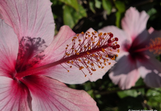 26-01-17-tazacorte-104