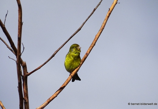 26-01-18-tazacorte-kanarengirlitz-007