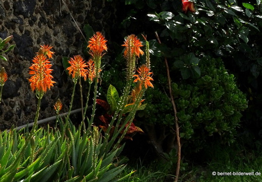 26-01-18-tazacorte-aloe-002