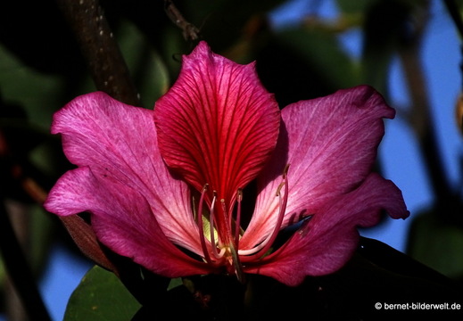 26-01-19-tazacorte-orchideenbaum-005