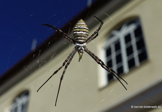 26-01-19-tazacorte-spinne-019