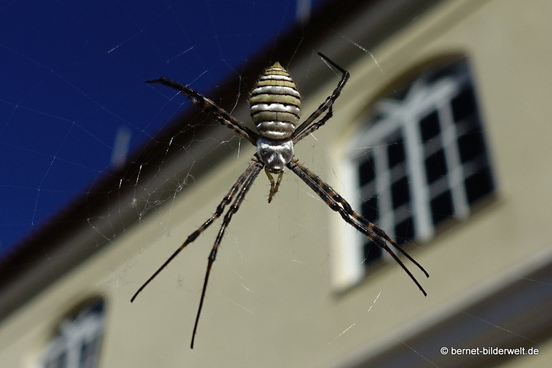 26-01-19-tazacorte-spinne-019.jpg