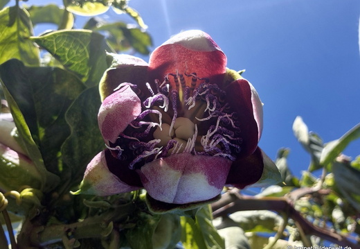 26-01-20-puntagorda-017