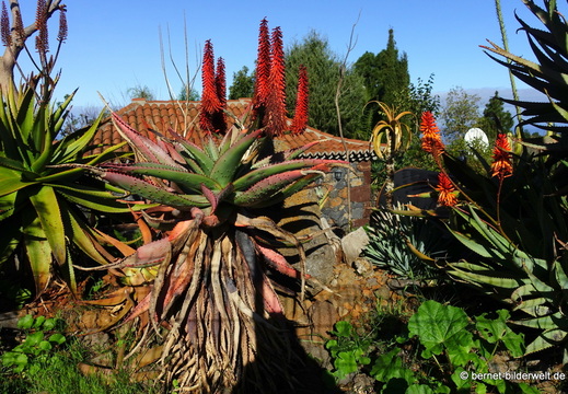 26-01-20-puntagorda-036