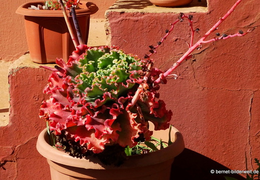 26-01-20-puntagorda-117