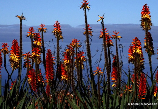 26-01-20-puntagorda-aloe-001