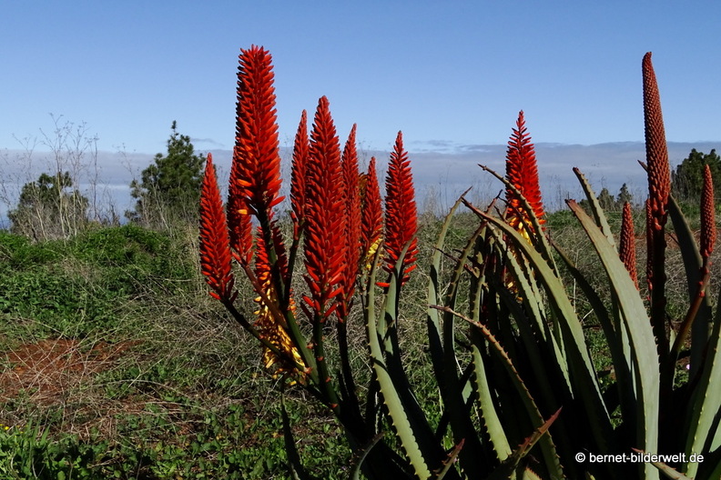 26-01-20-puntagorda-aloe-018.jpg