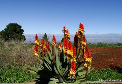 26-01-20-puntagorda-aloe-019