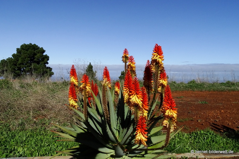 26-01-20-puntagorda-aloe-019.jpg