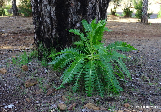 26-01-20-puntagorda-gaensedistel-001