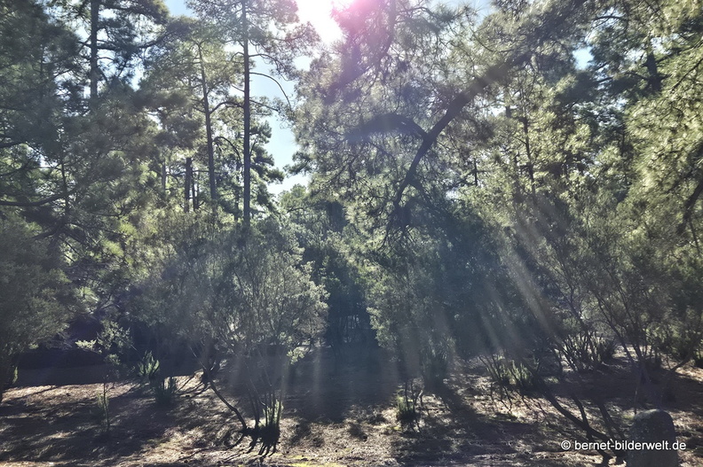 26-01-20-puntagorda-pinien-010.jpg