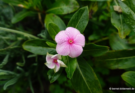 26-01-22-tijarafe-128