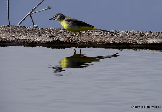 26-01-22-tijarafe-gebirgsstelze-015